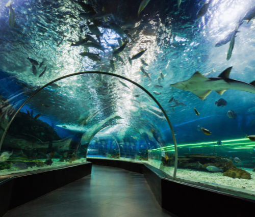 Dubai Aquarium & Underwater Zoo Special Tour
