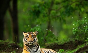 Madhya Pradesh Wildlife & Heritage Tour