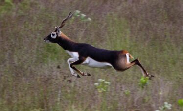 Gujarat Wildlife Tour