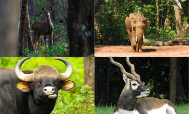 Odisha Wildlife Tour