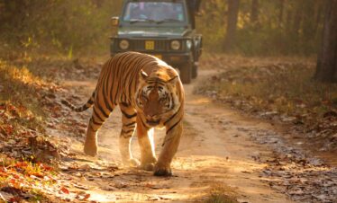 Rajasthan with Wildlife